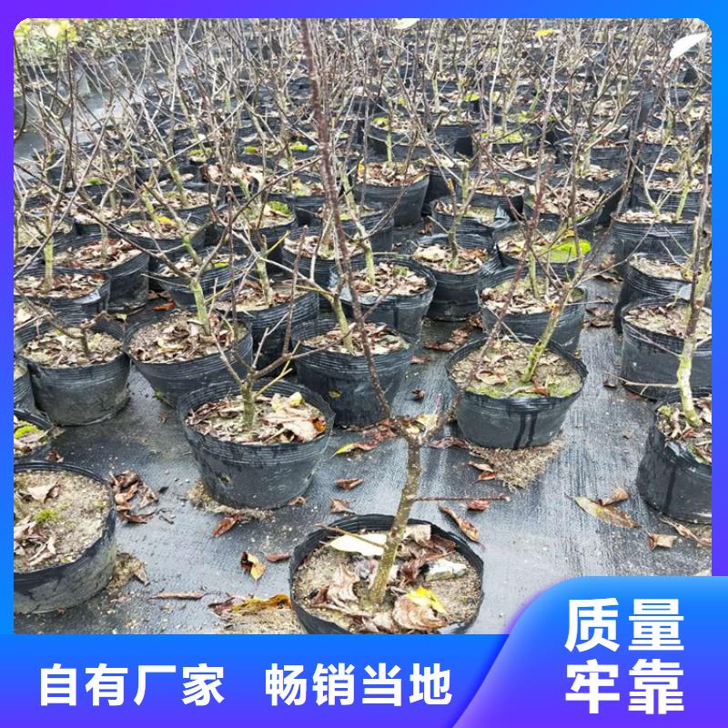 北美冬青-玛瑙红石榴苗实体诚信经营