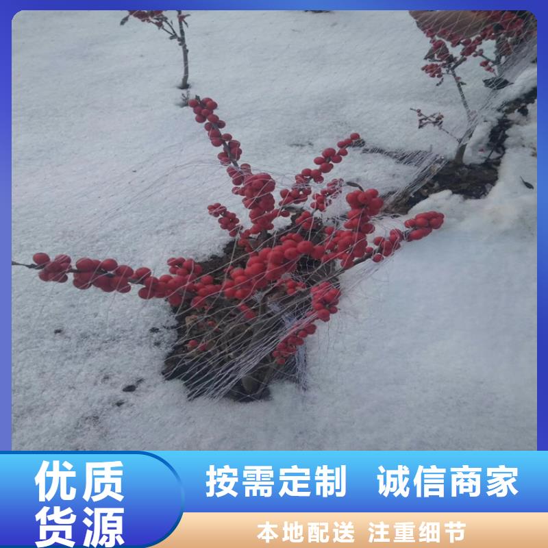 北美冬青无花果苗信誉至上