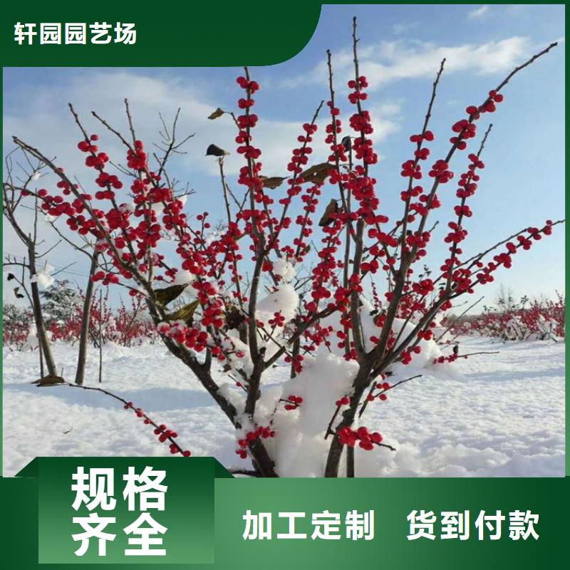 北美冬青苹果苗标准工艺