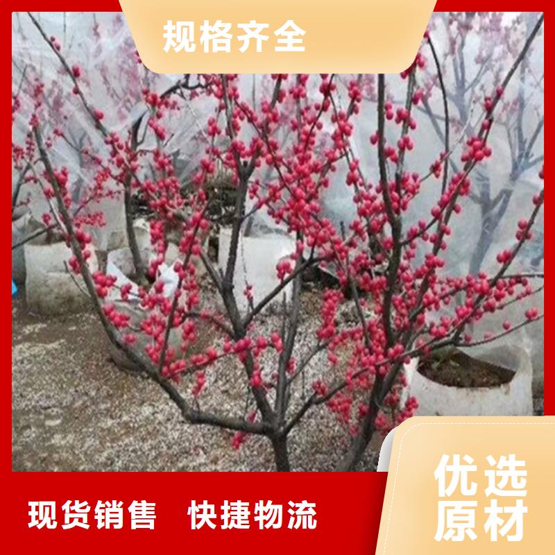 北美冬青苹果苗标准工艺