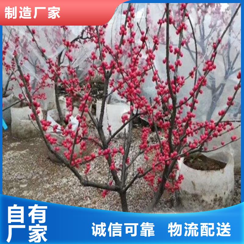 北美冬青蓝莓苗厂家规格全