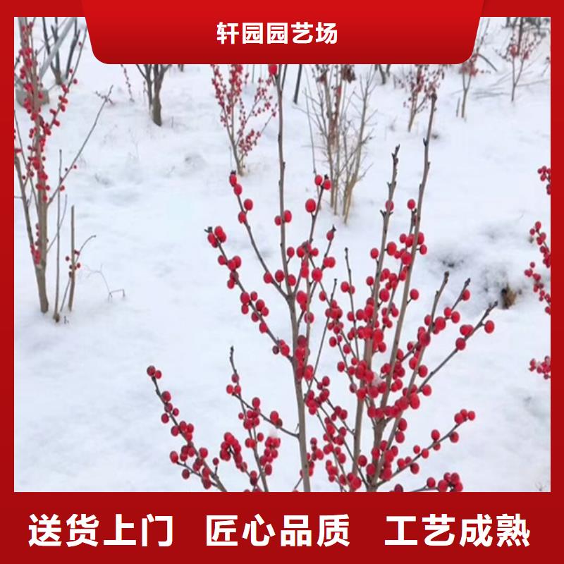 北美冬青苹果苗标准工艺