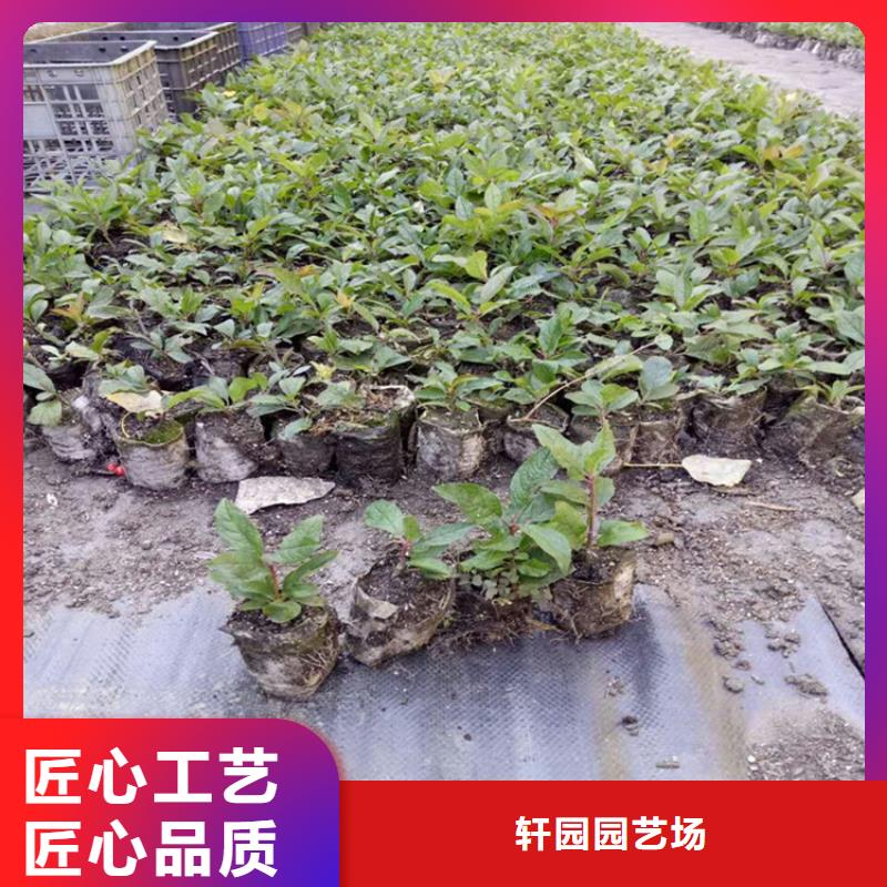 北美冬青石榴树快速报价