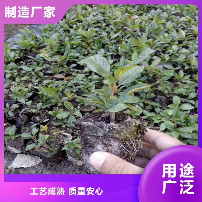 北美冬青-樱桃苗精工制作