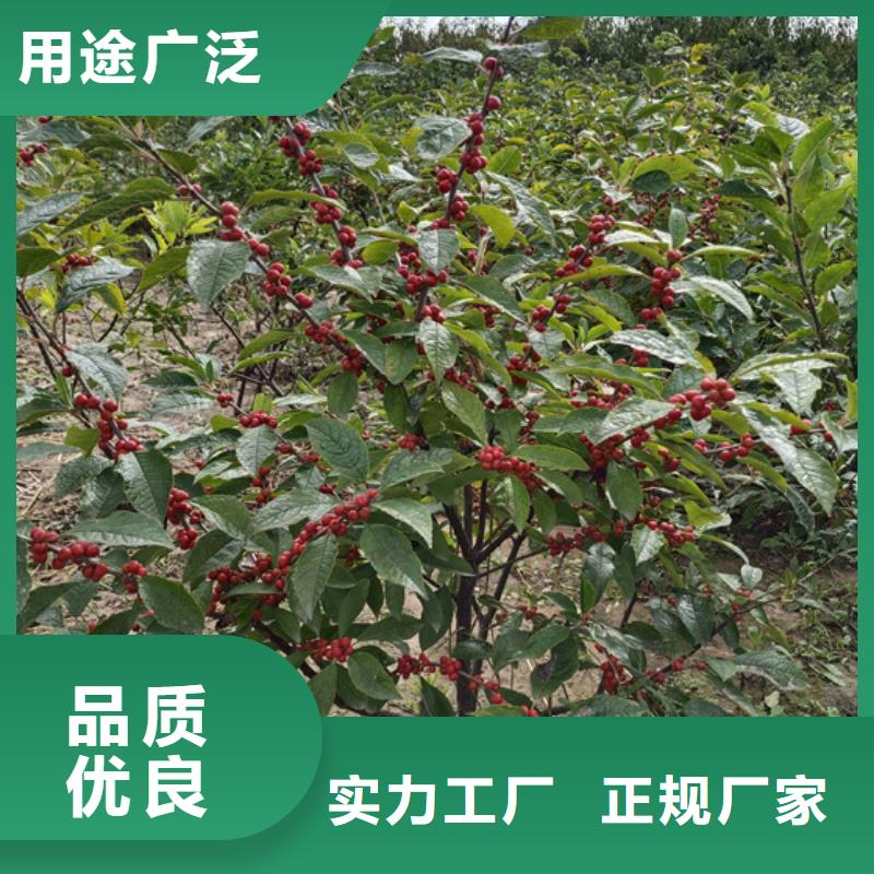 北美冬青樱桃苗为您精心挑选