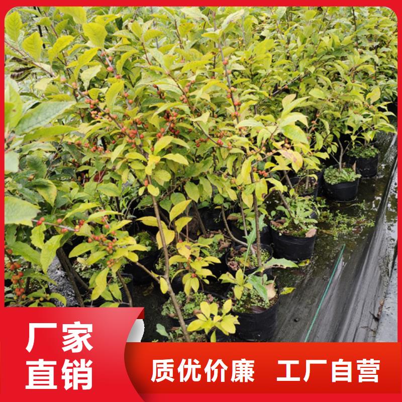 北美冬青苹果苗标准工艺