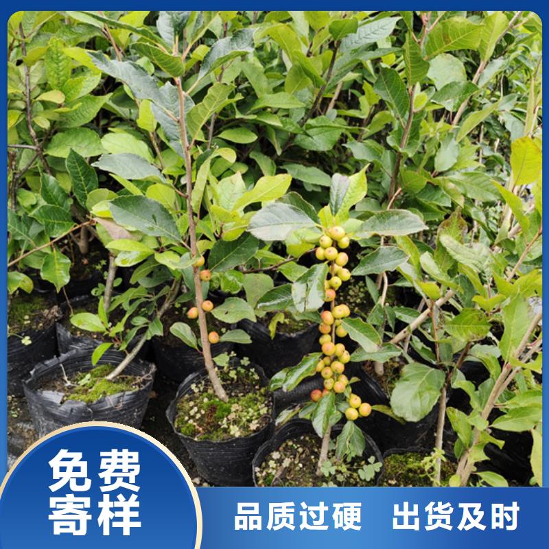 北美冬青苹果苗标准工艺