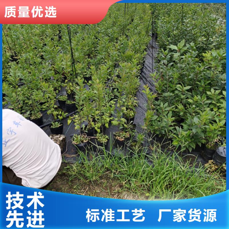 北美冬青苹果苗标准工艺