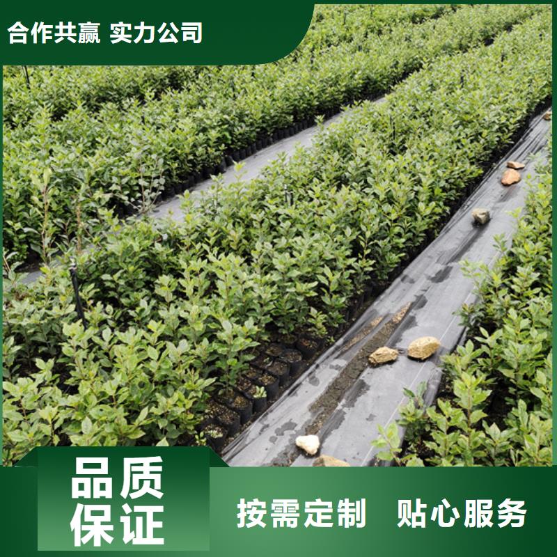 北美冬青樱桃苗为您精心挑选