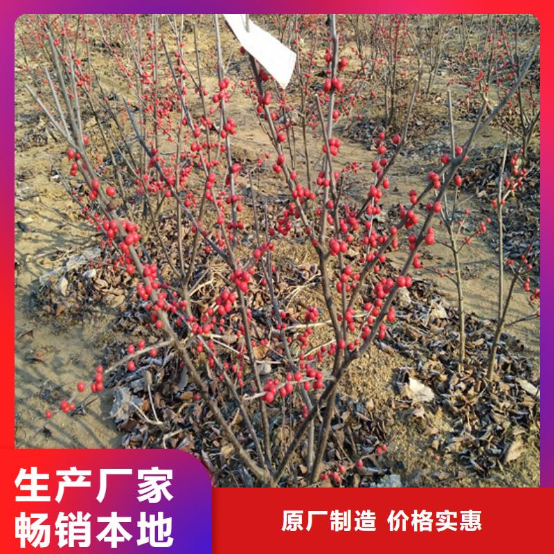 北美冬青,【猕猴桃苗】生产加工