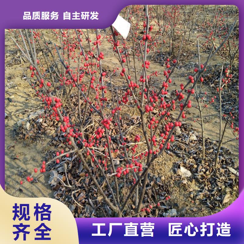 【北美冬青】西瓜苗N年大品牌