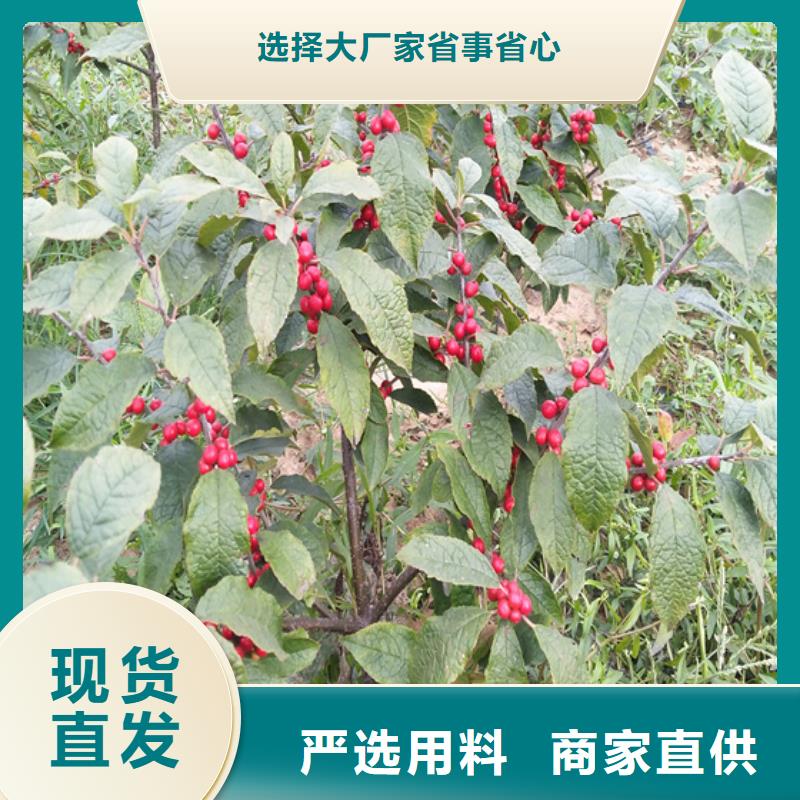 北美冬青桃树苗工厂直销