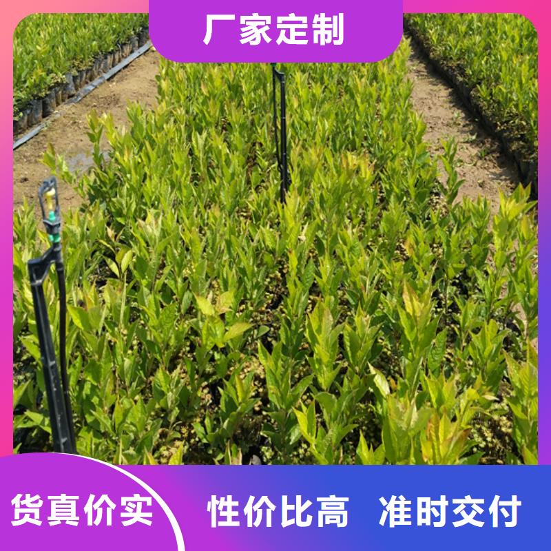北美冬青-【蓝莓苗】快速发货