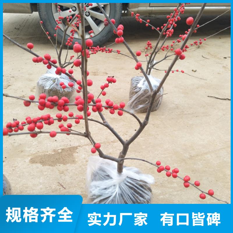 北美冬青厂家技术完善