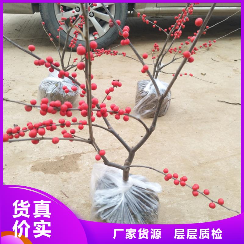 北美冬青【石榴树】用心做好每一件产品