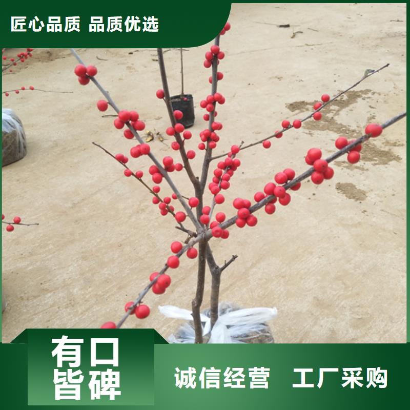 北美冬青-桃树苗应用领域