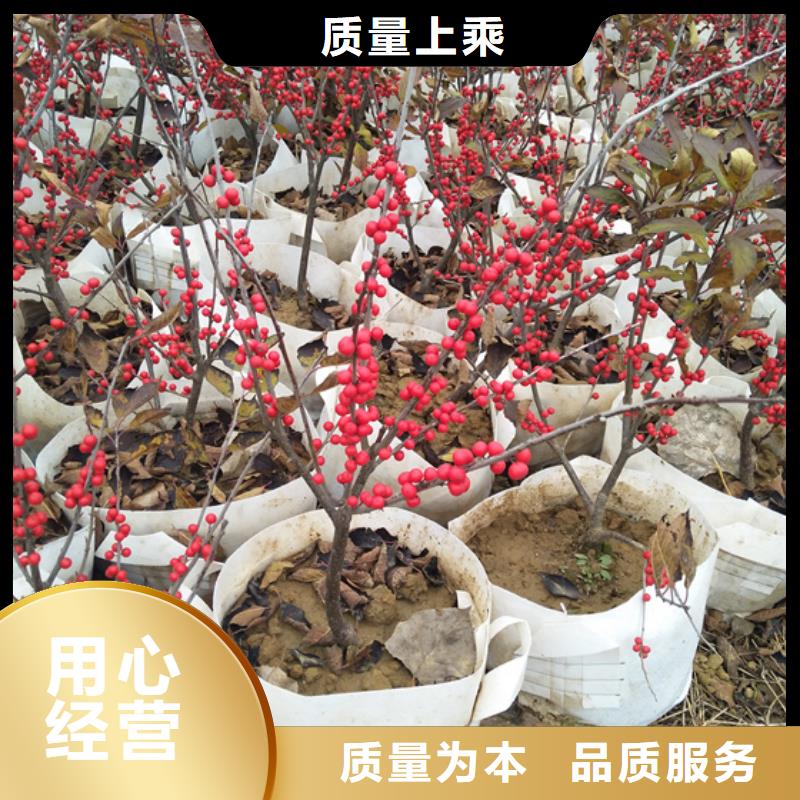 北美冬青3公分软籽石榴苗专注品质