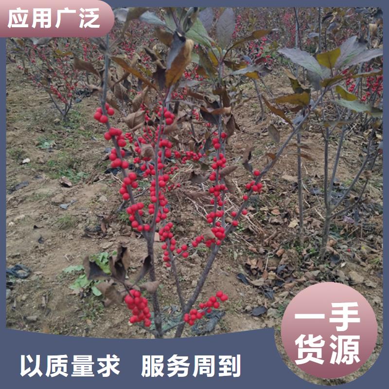 北美冬青-梨树苗严选材质