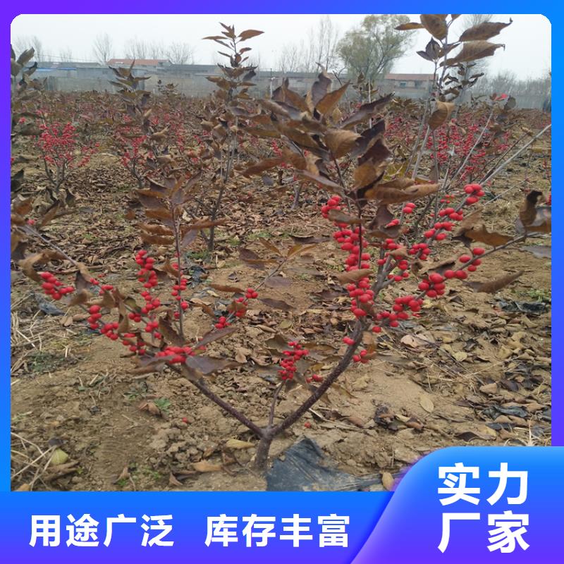 北美冬青-梨树苗严选材质