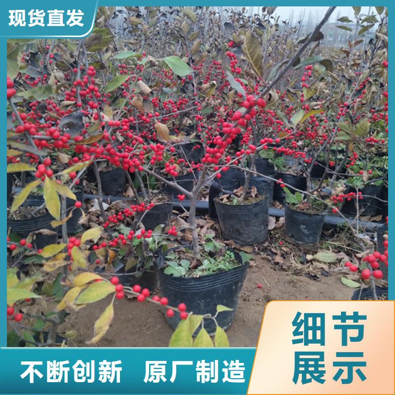 北美冬青专注细节使用放心
