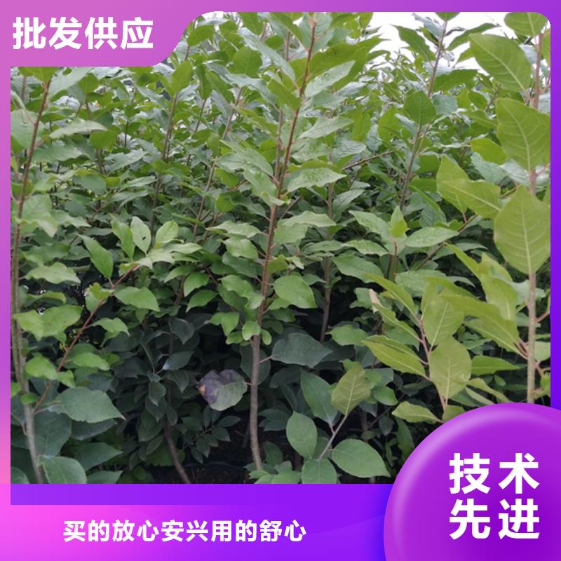 北美冬青桃树苗工厂直销