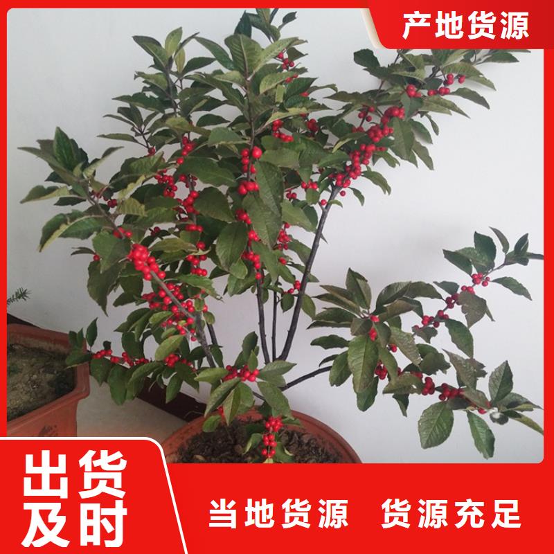 北美冬青-【蓝莓苗】质量看得见