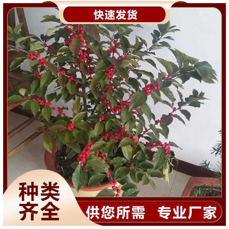 北美冬青苹果苗标准工艺