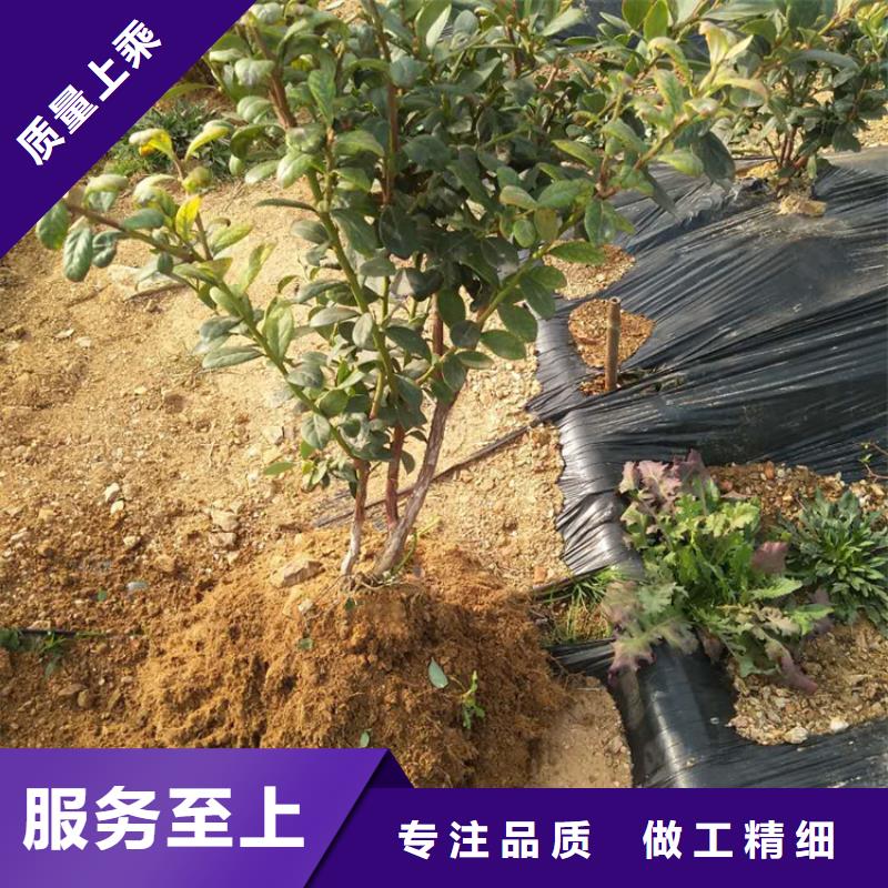 蓝莓苗,樱桃苗细节严格凸显品质