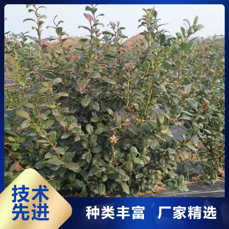 蓝莓苗【苹果苗】产品参数