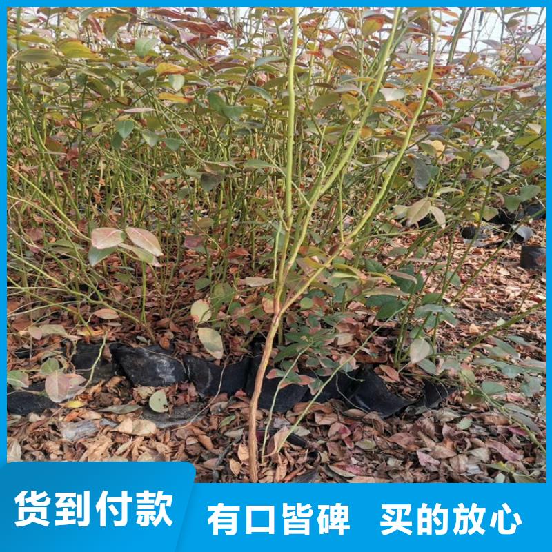 蓝莓苗,樱桃苗细节严格凸显品质