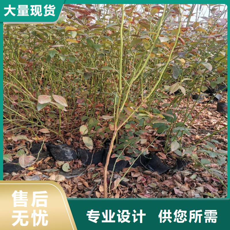 蓝莓苗,樱桃苗细节严格凸显品质