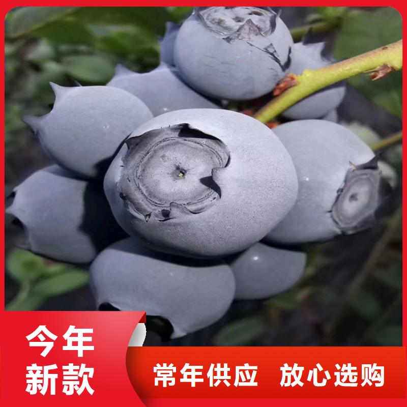蓝莓苗玛瑙红石榴苗服务至上
