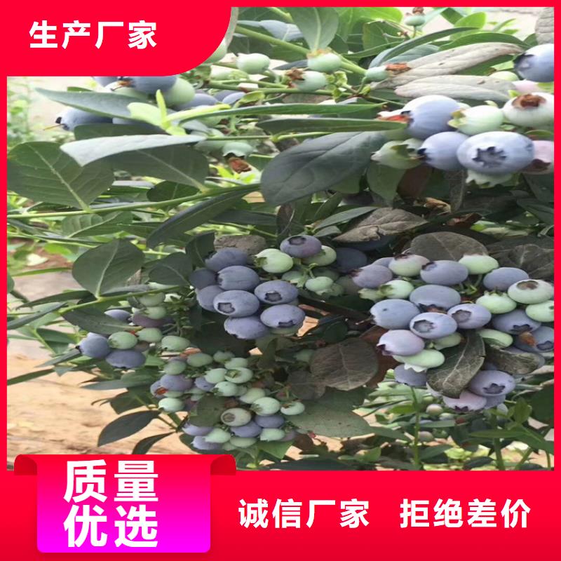 【蓝莓苗杏树苗工艺层层把关】