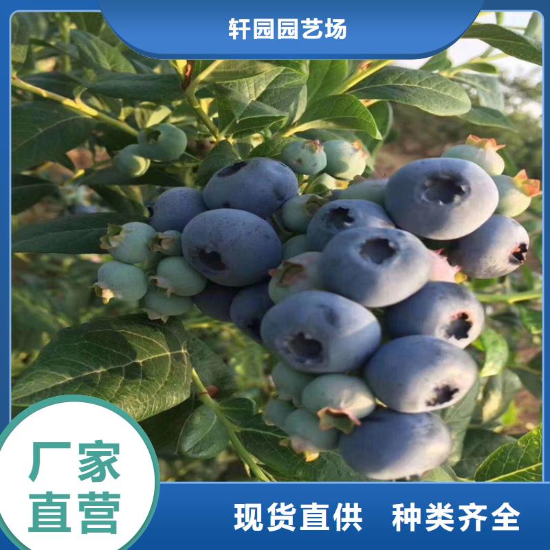 蓝莓苗苹果苗认准大品牌厂家