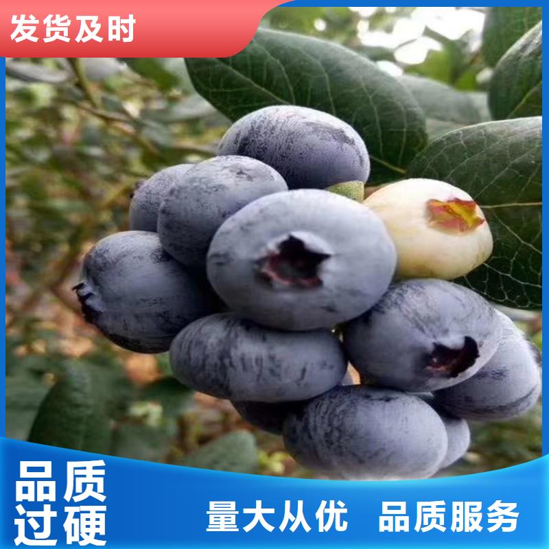 蓝莓苗,樱桃苗物流配送