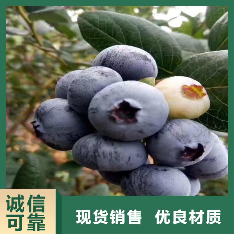 蓝莓苗北美冬青细节展示
