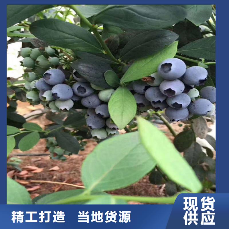 蓝莓苗苹果苗N年大品牌