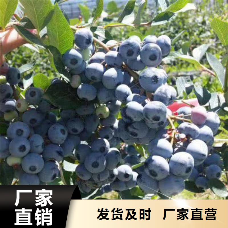蓝莓苗红石榴苗基地欢迎来电咨询