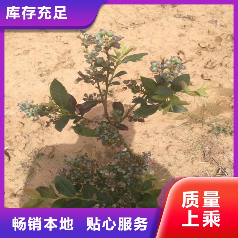 蓝莓苗质量三包