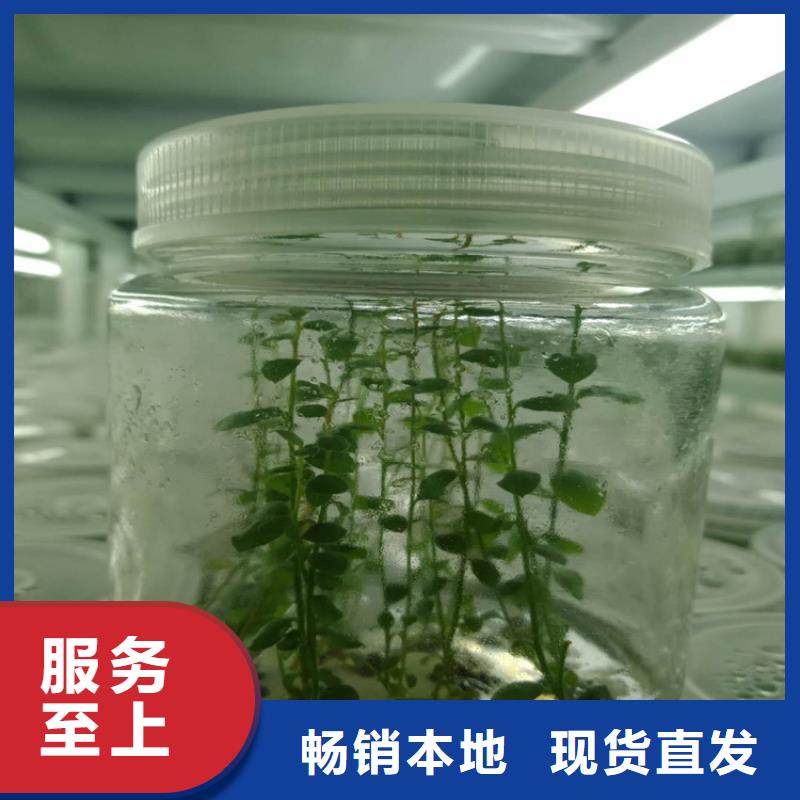 【蓝莓苗】苹果苗实力优品