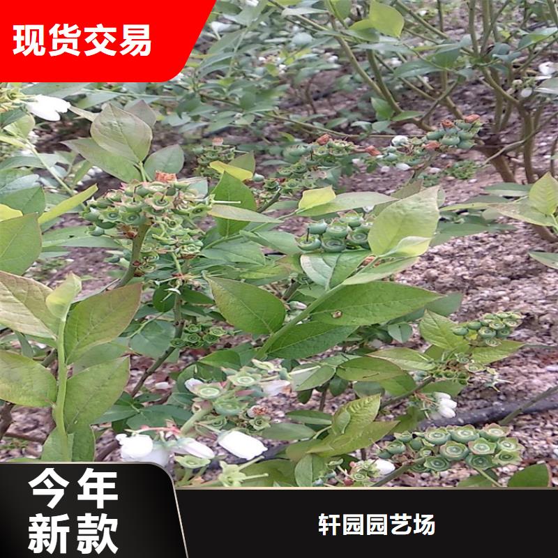 蓝莓苗李树苗支持大小批量采购