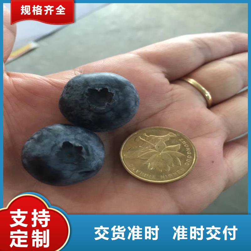 蓝莓苗红颜草莓厂家直销值得选择