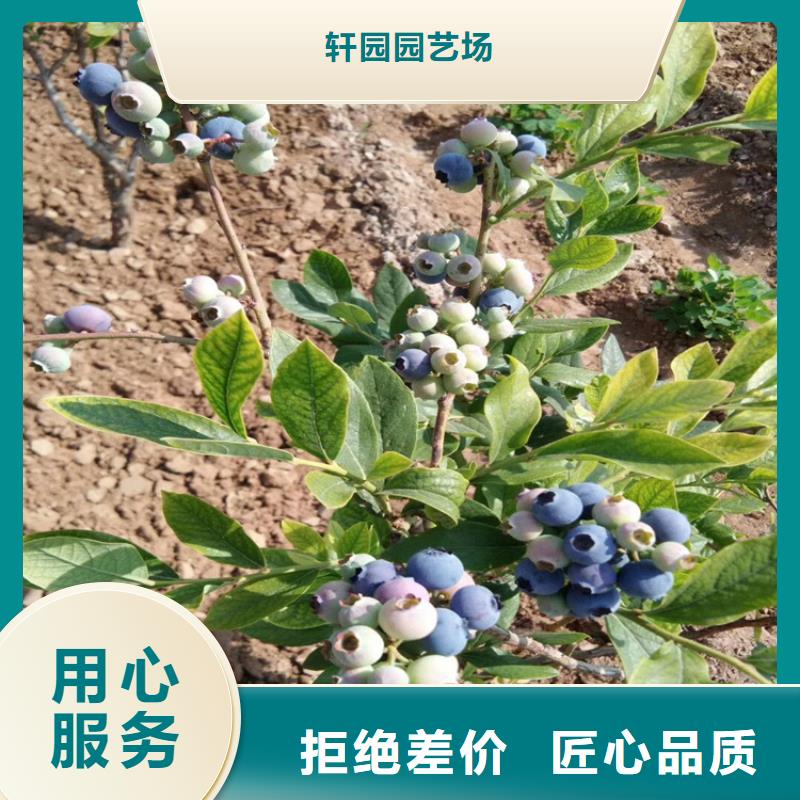 蓝莓苗,樱桃苗细节严格凸显品质