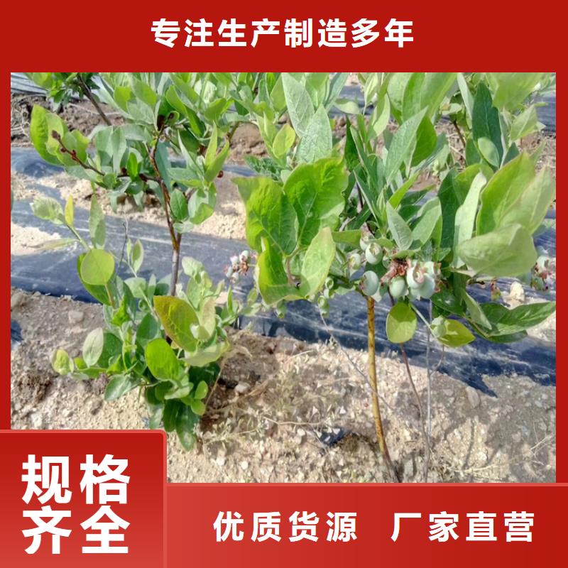 蓝莓苗苹果苗认准大品牌厂家