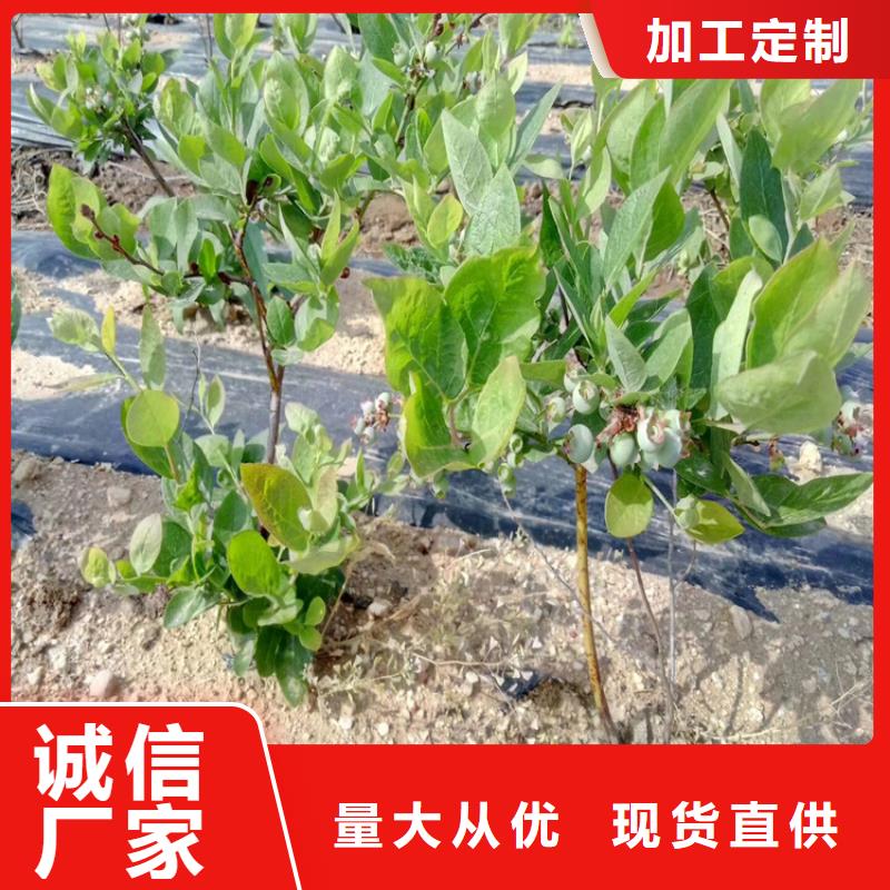 蓝莓苗,樱桃苗市场行情