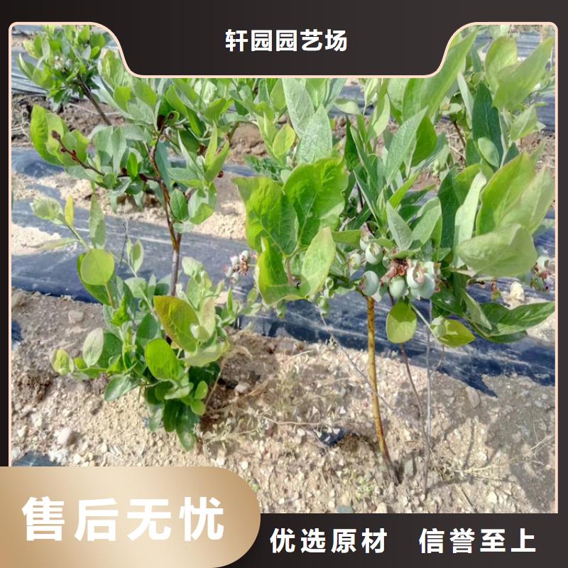 【蓝莓苗】樱桃苗合作共赢
