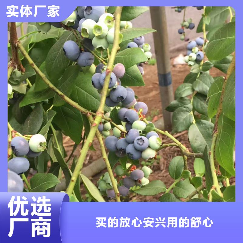 蓝莓苗苹果苗N年大品牌