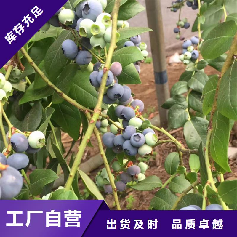 蓝莓苗樱桃苗厂家直营