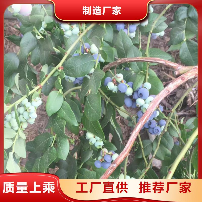 蓝莓苗梨树苗助您降低采购成本