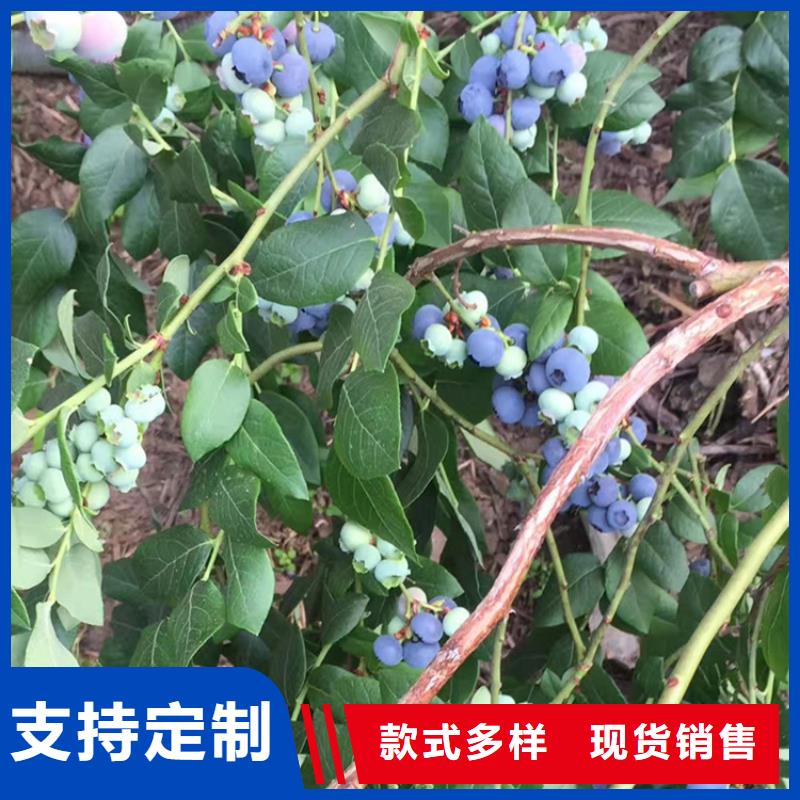 蓝莓苗石榴树质检严格放心品质